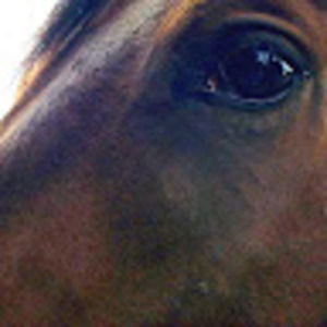 Meet your Posher, Heidi